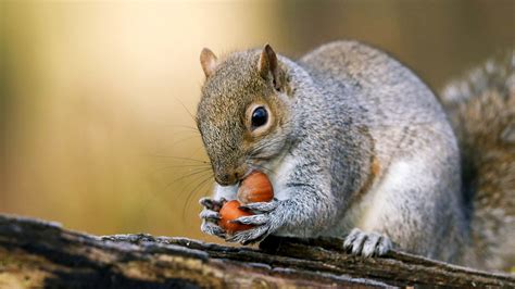 Grey Squirrel (Sciurus carolinensis) - Woodland Trust