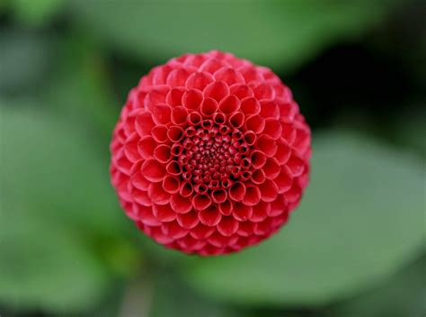 Dahlia Meaning and Symbolism in the Language of Flowers - Petal Republic