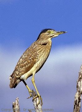 Nankeen Night-Heron - Australian Birds - photographs by Graeme Chapman