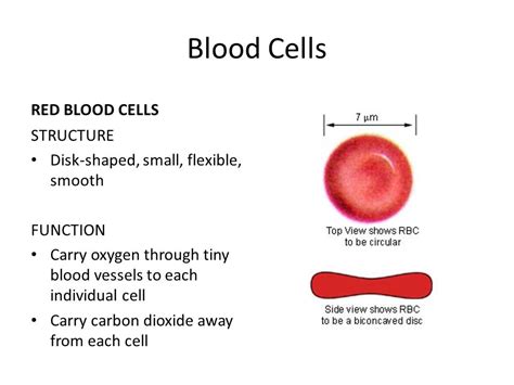 What Is Red Blood Cells Function - PELAJARAN