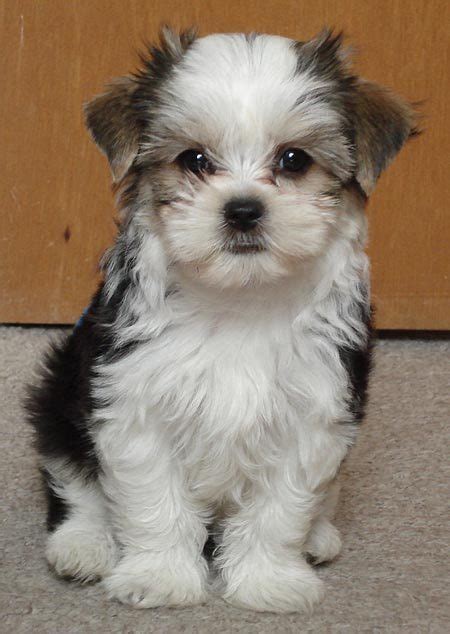 Yorkie Bichon (Bichon Frise, Yorkshire Terrier mix), Info, Pictures