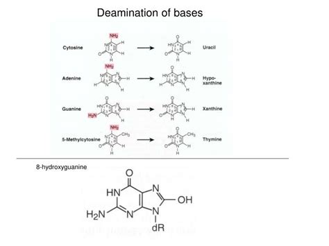 PPT - Lecture 1 DNA damage. Damage Reversal. Base excision repair ...