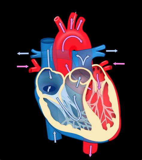 Labeled Diagram Of Blood Flow Through The Heart