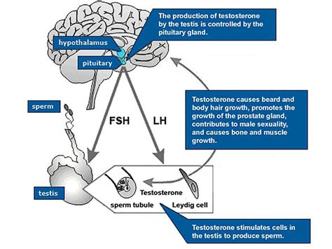 What is Luteinizing Hormone (LH) and Testosterone - AAI Clinics