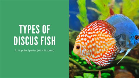 The Top 21 Discus Fish Types (With Pictures) - AquariumStoreDepot