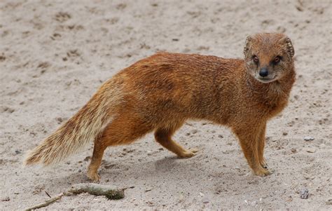 Most viewed Mongoose wallpapers | 4K Wallpapers