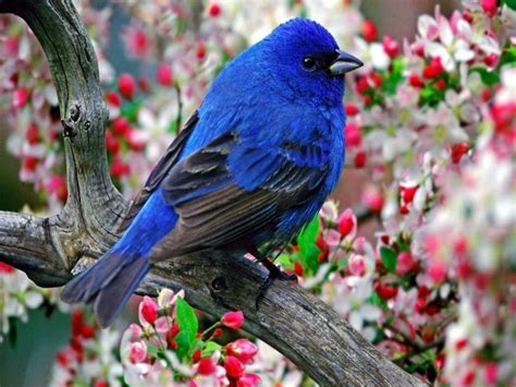 Beautiful Birds Wallpapers - Wallpaper Cave