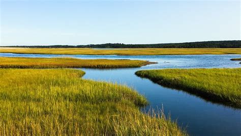 Salt Marsh Cape Cod Ocean - Free photo on Pixabay - Pixabay