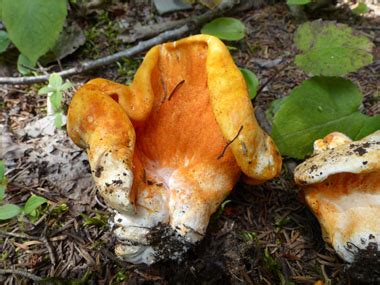 Lobster Mushroom Identification: Pictures, Habitat, Season & Spore ...