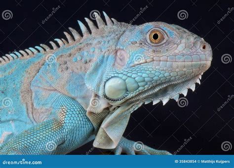 Iguana Stock Images - Image: 35843854