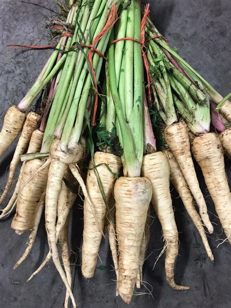 Bunched Parsnips - The Fruit Brothers