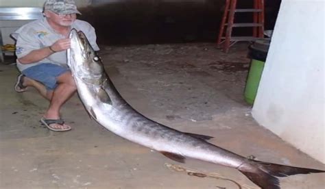 Possible All-tackle Record Barracuda Caught in Angola - Outdoor Hub