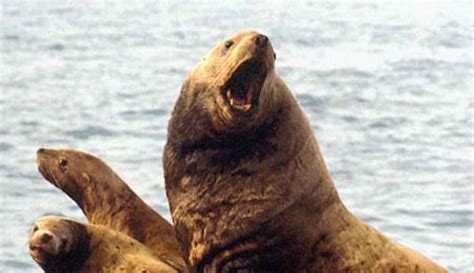 Sea lion bites fisherman, attempts to drag him overboard