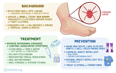 Chigger Bites: What Are They, Appearance, and More | Osmosis