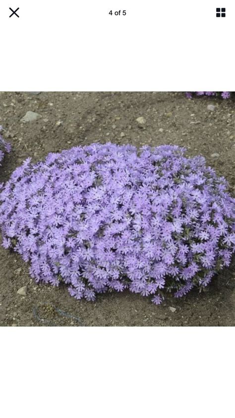 15 Perennial, Lavender Creeping Phlox Ground Cover for Sale in Portland ...