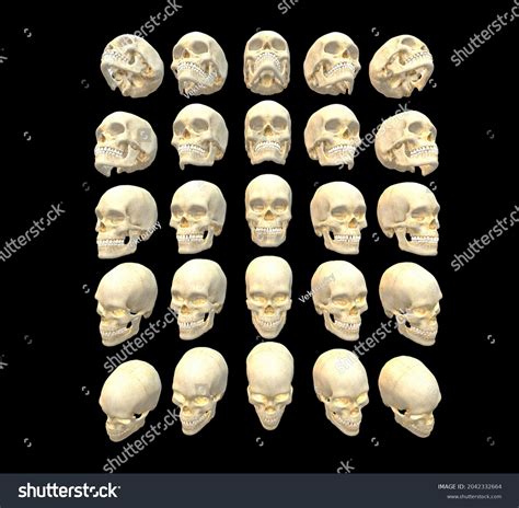 438 Skull Reference Images, Stock Photos, 3D objects, & Vectors ...