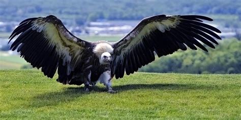 Argentavis - the largest bird in the history | DinoAnimals.com