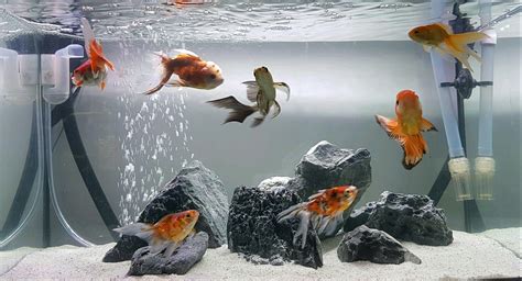 Goldfish aquarium tank - bezygroup