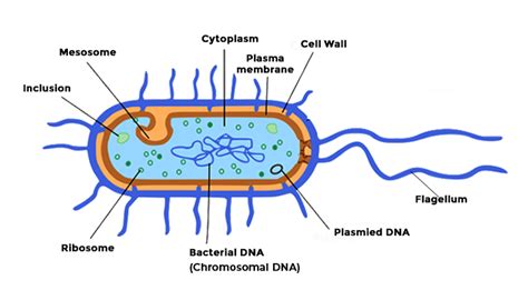 Labeled Diagram Of A Bacterium