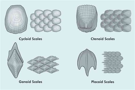 Fish Scales: Types, Functions And Uses - Fish Article