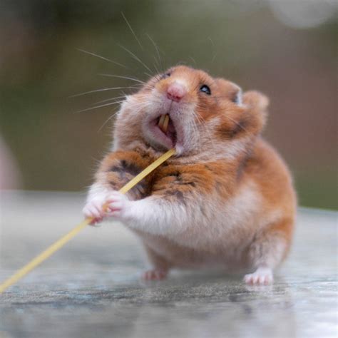 Hamsters Caught Stuffing Their Big, Fat Faces