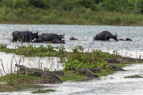 Water Buffalo - Facts and Beyond | Biology Dictionary