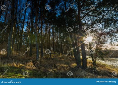 Early Winter Forest Landscape Stock Photo - Image of autumn, outdoor ...