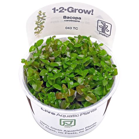 17+ Bacopa Aquarium Plant - KeiraSylvie