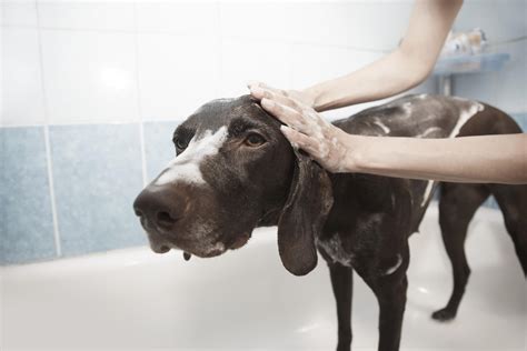 How Often to Bathe a Dog? Tips and Factors to take note!