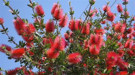 Bottlebrush Tree | Beautiful flowers, Flowers, Plants