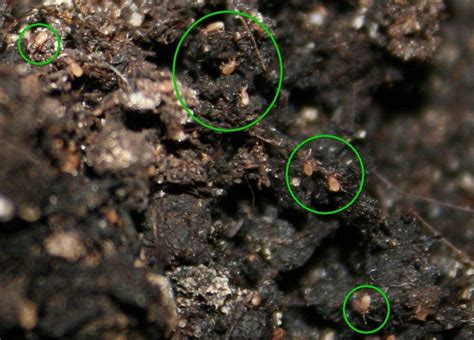 Soil infested with onion bulb mites | White bugs on plants, Plant bugs ...