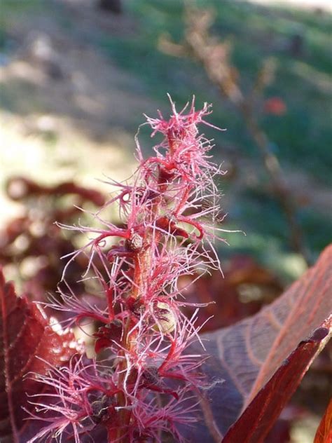 Acalypha wilkesiana (Cooperleaf, Copperleaf, Copper Plant, Jacob's Coat ...