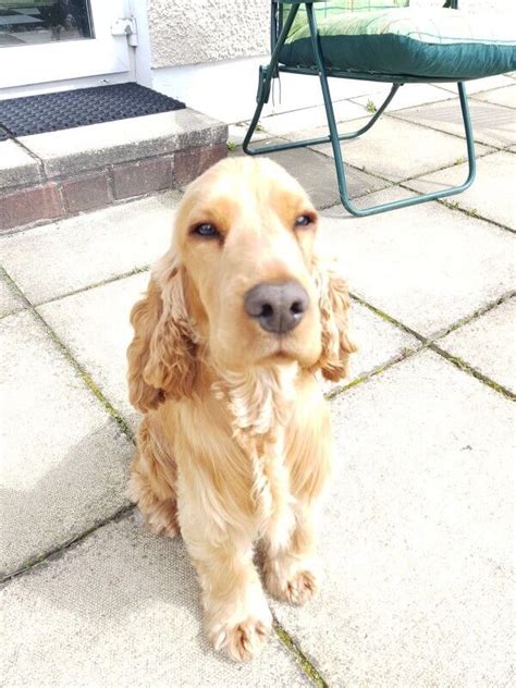 Tan Cocker Spaniel Dog Pedigree 10 months old | in Dungannon, County ...