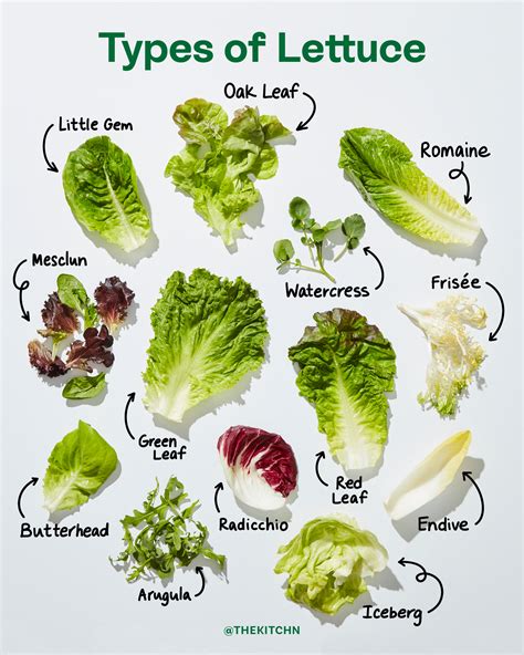 Lettuce Types