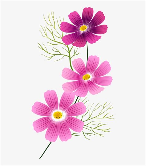 Tubes Fleurs - Cosmos Flower Art Clip - 465x856 PNG Download - PNGkit