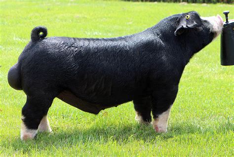 SUPERHOG – Beaman Show Stock