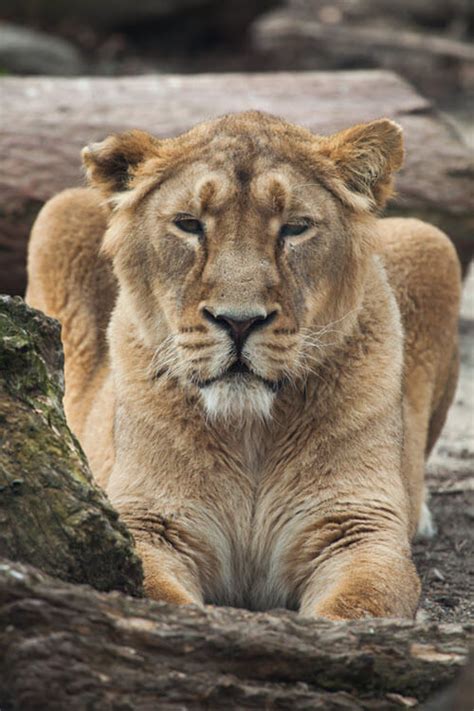 Asiatic Lion: Asian Lion Species Facts, Conservation - BigCatsWildCats