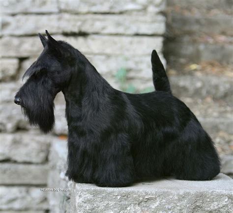 Scottie dog, Scottie terrier, Dogs