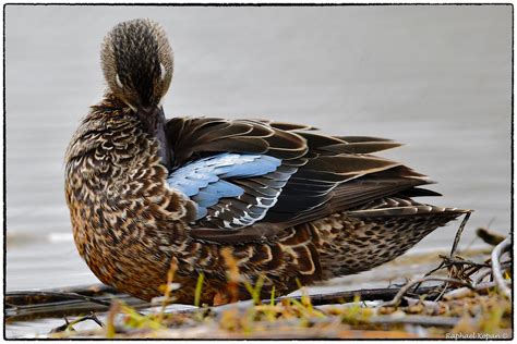 Blue winged Teal | Hen | Raphael Kopan | Flickr