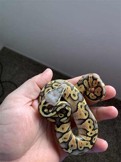 Ball python feeding issue - Ball Pythons - MorphMarket Reptile Community