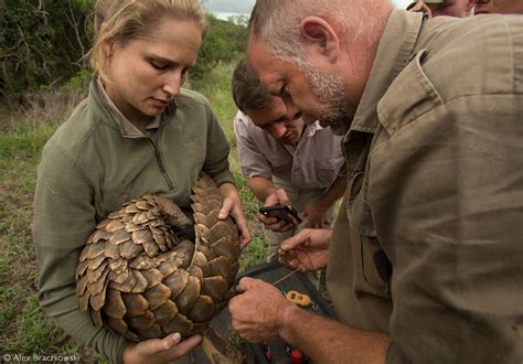 Rescued pangolins given a rare second chance - Africa Geographic