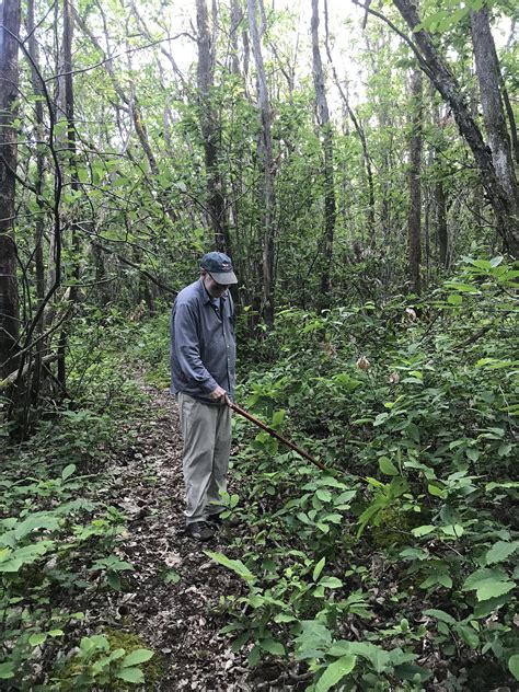 Hunting for Girolles — Are We In France Yet?