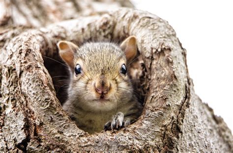 What To Do If You Find A Baby Squirrel