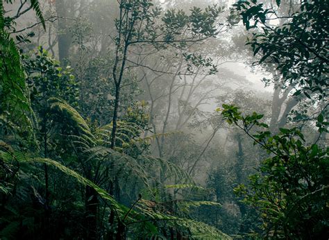 Precious Rainforests Are Being Preserved at Highest Rate in 30 Years ...