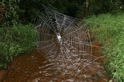 Super tough spider silk could be due to a newly discovered protein ...