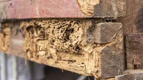 Termite Damage Vs. Wood Rot: How To Tell The Difference – Forbes Home