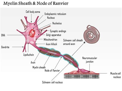 Myelinated Axon Diagram