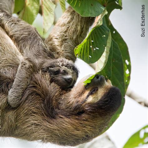 What Do Sloths Eat? Sloth Diet, Food, and Digestion - SloCo