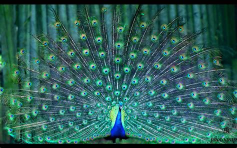 Animal - Peacock - Bird Wallpaper | นกยูง