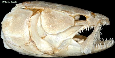 bowfin skull Diagram | Quizlet